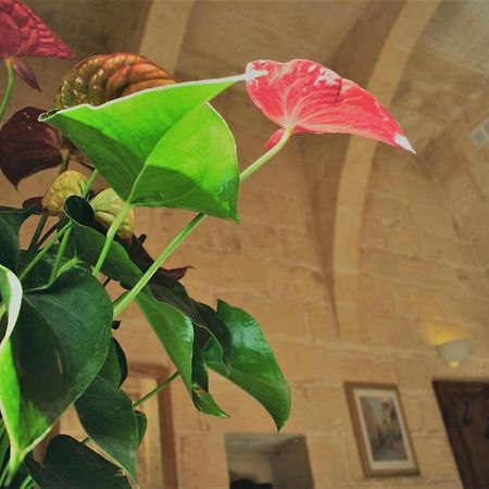 Bed and Breakfast Encanto Vegetarian Bed & Breakfast Xagħra Zewnętrze zdjęcie